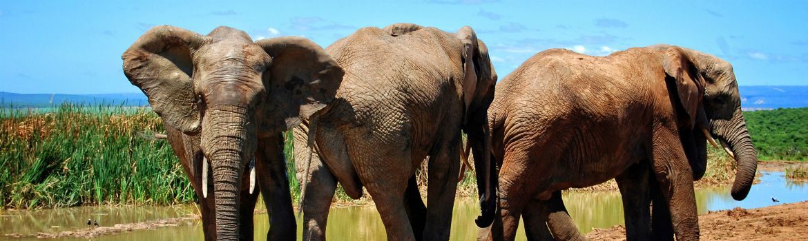 Hoe leer je een olifant dansen? De toekomst sneller af met de juiste ‘moves’