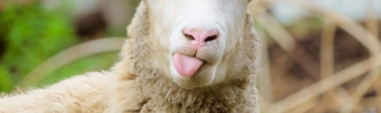 Een schaap dat om een 1 april-grap mekkert.