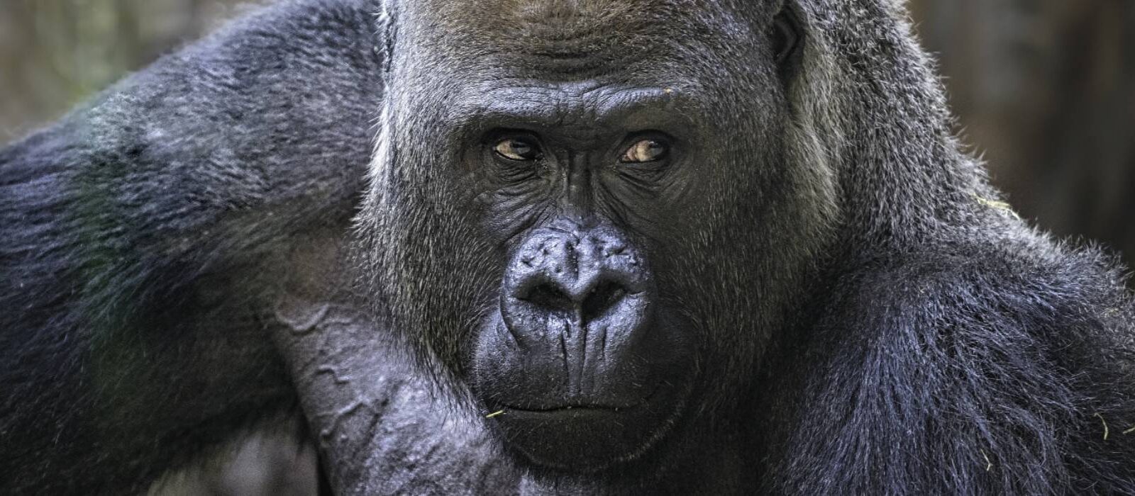 Een berggorilla of toch een chimpansee: welke apenbaas ben of heb jij? ๐ต